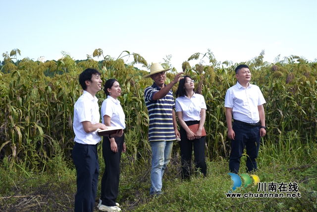 查看高粱基地.jpg