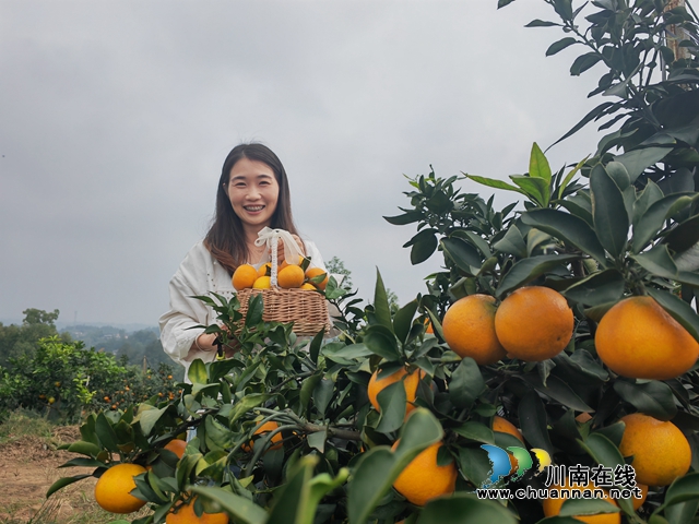 保姆保质量 采摘价更高 | 泸县云锦镇黄泥堡村的柑橘惹人爱