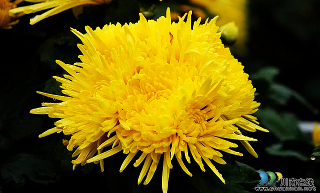 古蔺彰德街道:金丝皇菊绽放 铺就金色“致富路”(图3) nEO_IMG_3.jpg