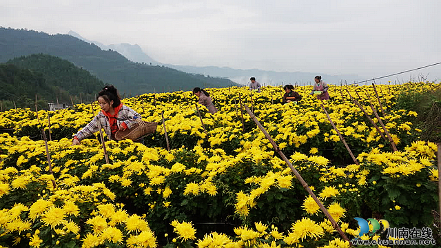 古蔺彰德街道:金丝皇菊绽放 铺就金色“致富路”(图4) nEO_IMG_4.jpg