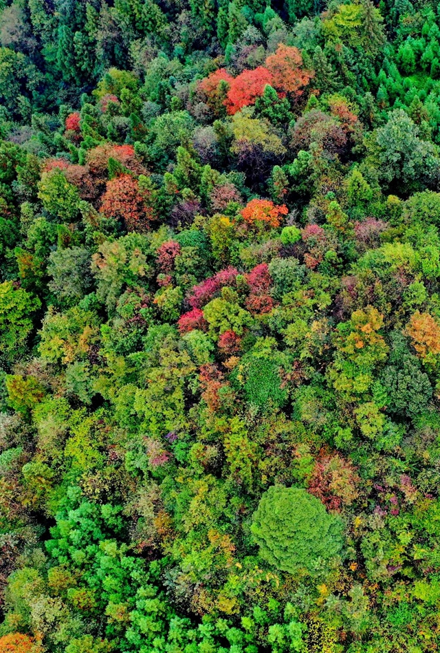 层林尽染!秋日罗汉林,超美!(图2) 2.jpg