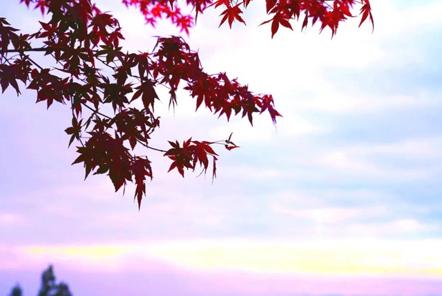 层林尽染!秋日罗汉林,超美!(图4) 4.jpg