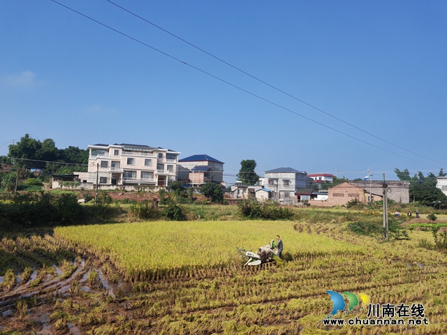 泸县：再生稻喜获丰收 机械收割省时省力