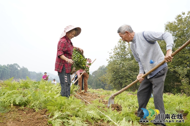 海潮镇尖山村种植油茶苗（代茂晨摄）.JPG