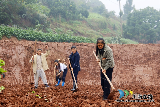 龙马潭：秋冬不闲田 油菜移栽正当时 