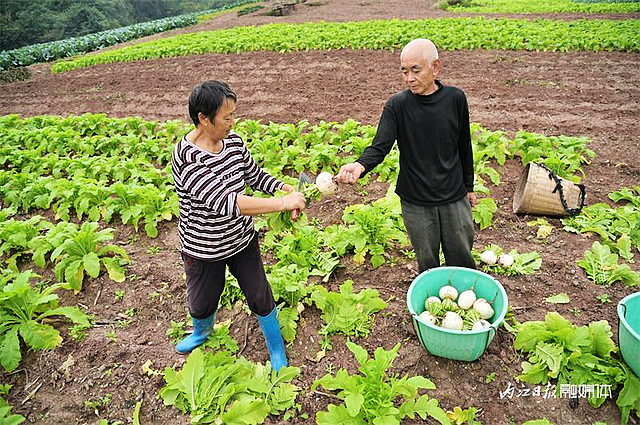 数量不多,一年一回!内江人终于等到它来了——(图3) nEO_IMG_3.jpg
