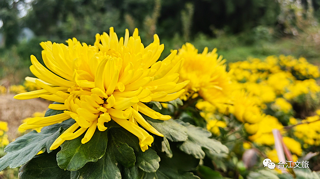 走进初冬的“老泸州城”——神臂城遗址(图5) nEO_IMG_5.jpg