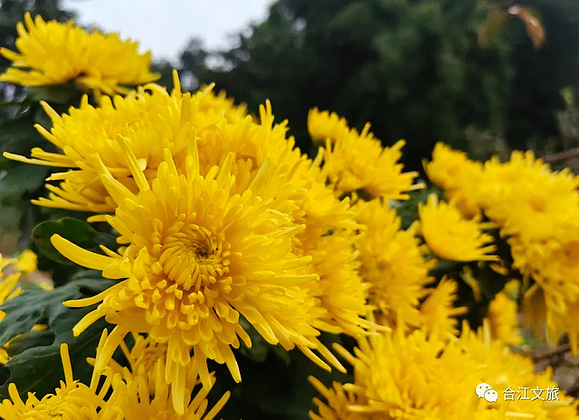 走进初冬的“老泸州城”——神臂城遗址(图8) nEO_IMG_8.jpg