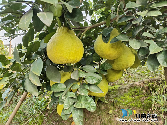 矿山修复解难题 农户增收“柚”看头｜合江县探索实践废弃露天矿山生态修复新路径