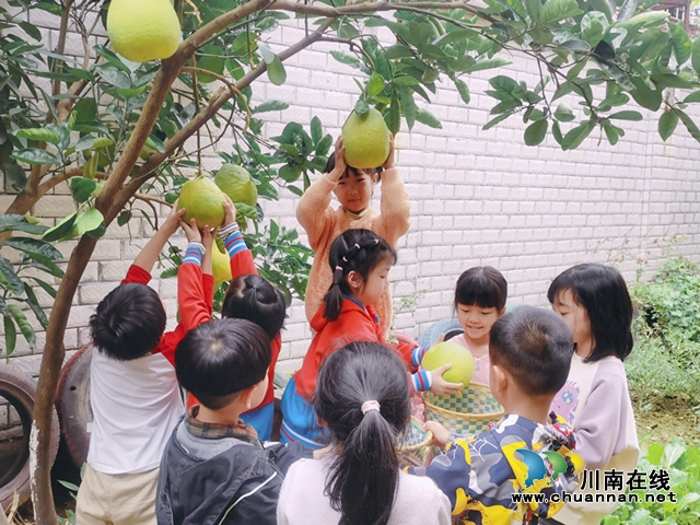 泸县城东幼儿园开展“金秋硕果‘柚’见美好”教育活动