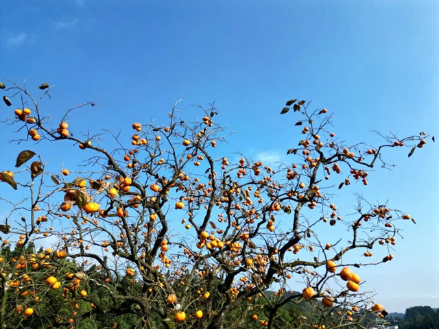 古蔺这株百年柿子树红了!随手一拍都是美景(图2) 微信图片_20231114093603.jpg