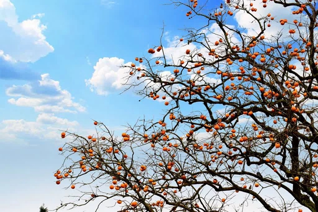 古蔺这株百年柿子树红了!随手一拍都是美景(图7) 微信图片_20231114093636.jpg