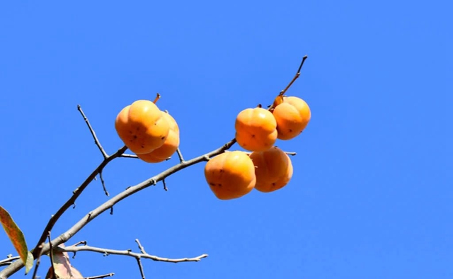 古蔺这株百年柿子树红了!随手一拍都是美景(图3) 微信图片_20231114093609.jpg