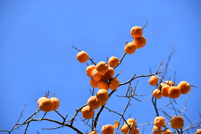 古蔺这株百年柿子树红了!随手一拍都是美景(图4) 微信图片_20231114093615.jpg