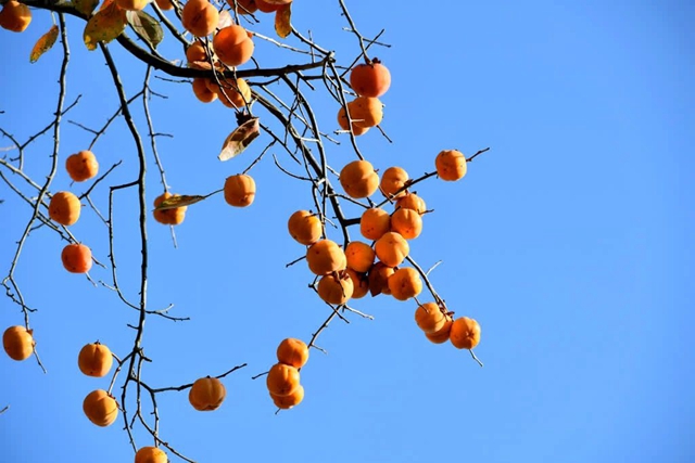 古蔺这株百年柿子树红了!随手一拍都是美景(图5) 微信图片_20231114093624.jpg