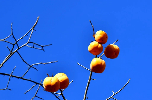 古蔺这株百年柿子树红了!随手一拍都是美景(图6) 微信图片_20231114093631.jpg