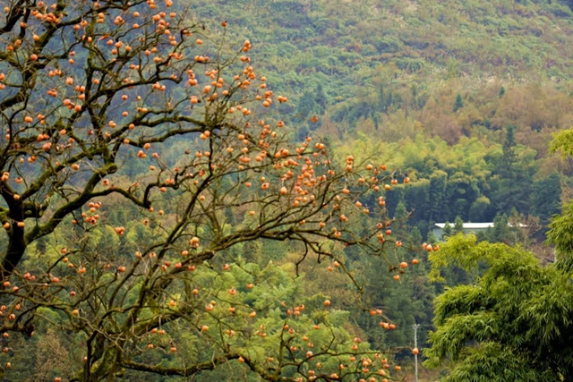 古蔺这株百年柿子树红了!随手一拍都是美景(图8) 微信图片_20231114093642.jpg