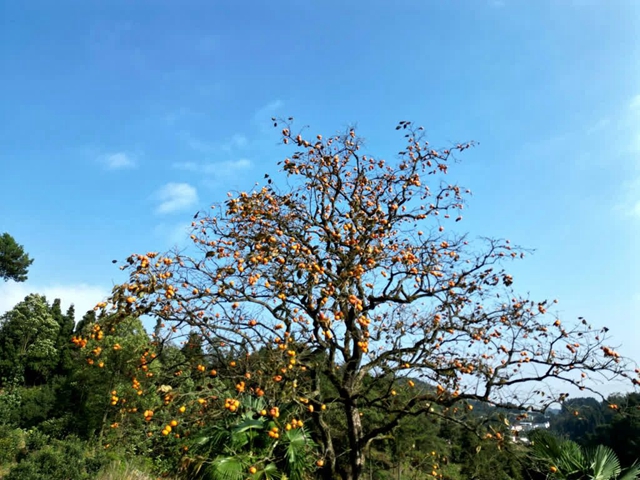 古蔺这株百年柿子树红了!随手一拍都是美景(图9) 微信图片_20231114093646.jpg