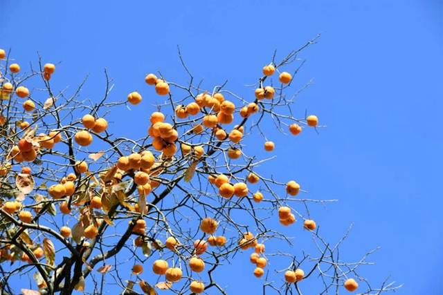 古蔺这株百年柿子树红了!随手一拍都是美景(图11) 微信图片_20231114093657.jpg