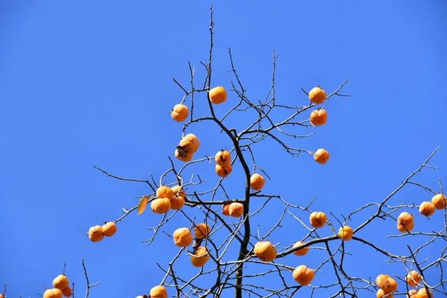 古蔺这株百年柿子树红了!随手一拍都是美景(图12) 微信图片_20231114093703.jpg