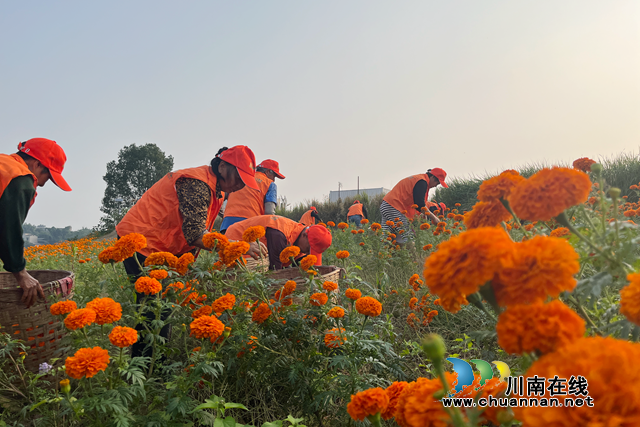 龙马潭:菊海美如画 描绘新农村(图1) 村民采摘万寿菊.png