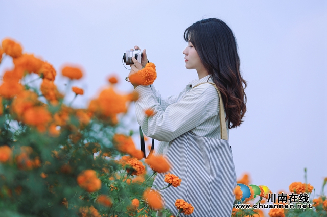 龙马潭:菊海美如画 描绘新农村(图3) 游客留影.jpg