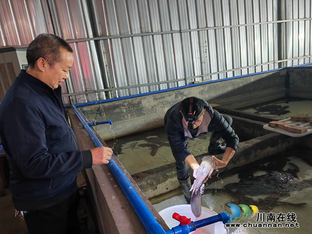 泸县：娃娃鱼游出致富路