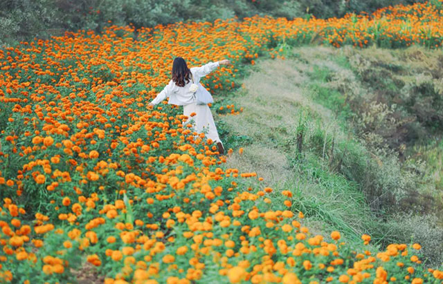 值得打卡!龙马潭这里的万寿菊正值盛花期,不要错过→(图1) 1.jpg