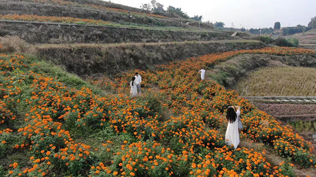 值得打卡!龙马潭这里的万寿菊正值盛花期,不要错过→(图2) 2.jpg