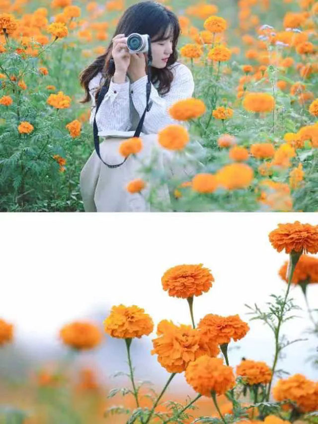 值得打卡!龙马潭这里的万寿菊正值盛花期,不要错过→(图11) 11.jpg