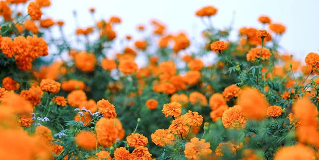 值得打卡!龙马潭这里的万寿菊正值盛花期,不要错过→(图3) 3.jpg