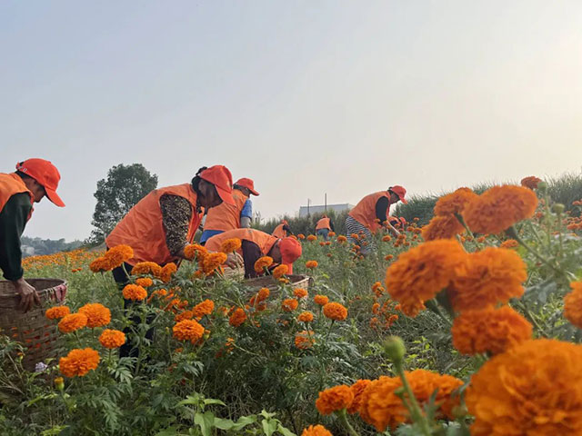 值得打卡!龙马潭这里的万寿菊正值盛花期,不要错过→(图4) 4.jpg