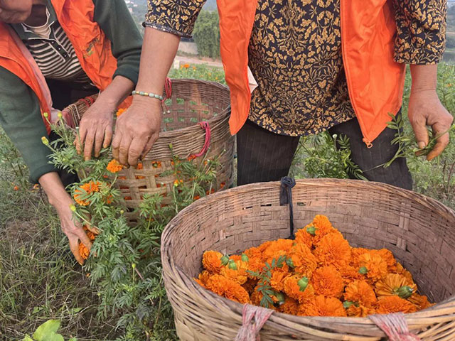 值得打卡!龙马潭这里的万寿菊正值盛花期,不要错过→(图5) 5.jpg