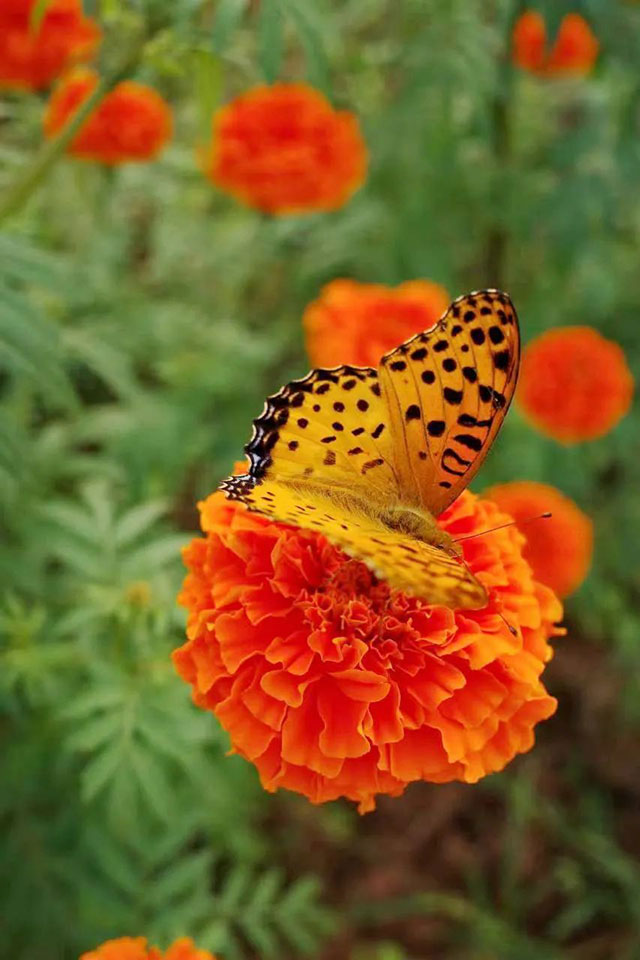 值得打卡!龙马潭这里的万寿菊正值盛花期,不要错过→(图6) 6.jpg