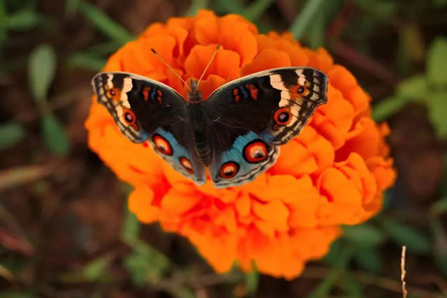 值得打卡!龙马潭这里的万寿菊正值盛花期,不要错过→(图13) 13.jpg