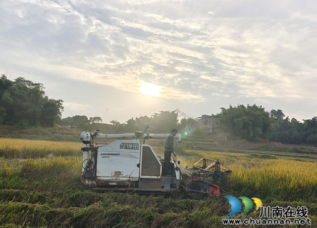 泸县云龙镇：特色紫米“丰”景好，志愿服务来帮忙