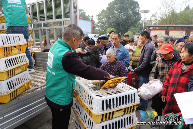 泸县玉蟾街道：乌鸡养殖帮扶助力脱贫增收