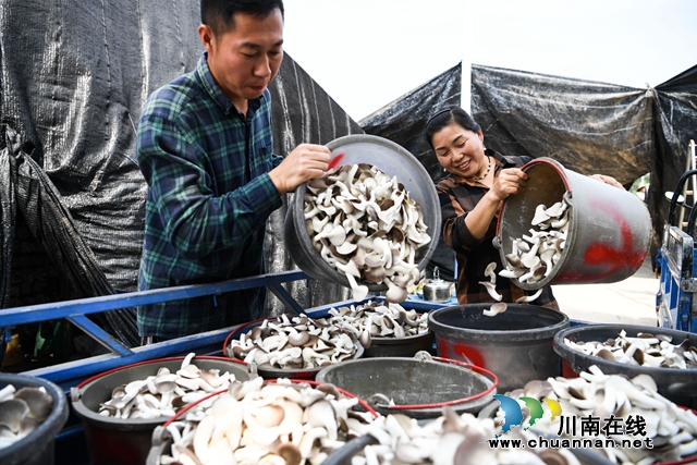 四川省第二批返乡入乡创业明星、泸县颜氏食用菌种植专业合作社理事长李云川（左一）与员工一起采收秀珍菇.jpg