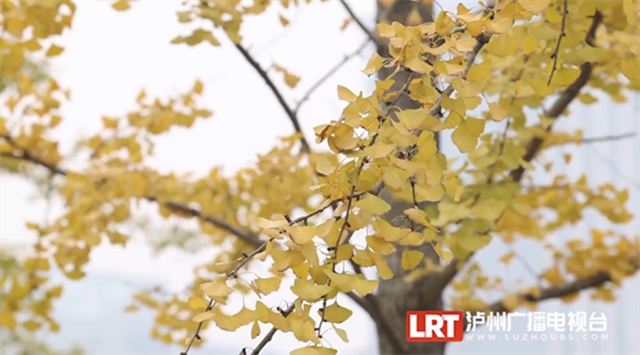 泸州这些地方的银杏黄了,快来打卡→(图2) 2.jpg