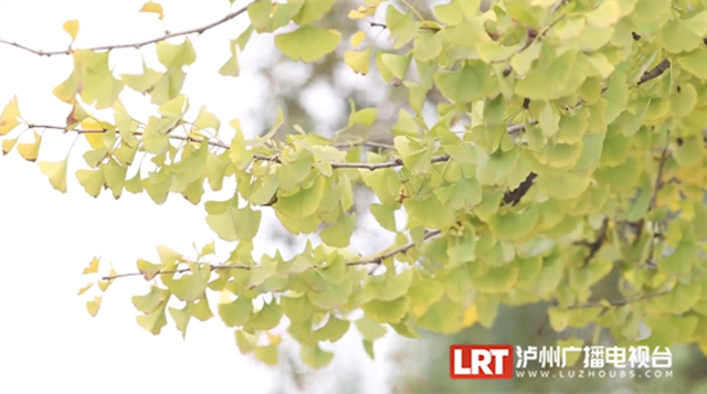 泸州这些地方的银杏黄了,快来打卡→(图1) 1.jpg