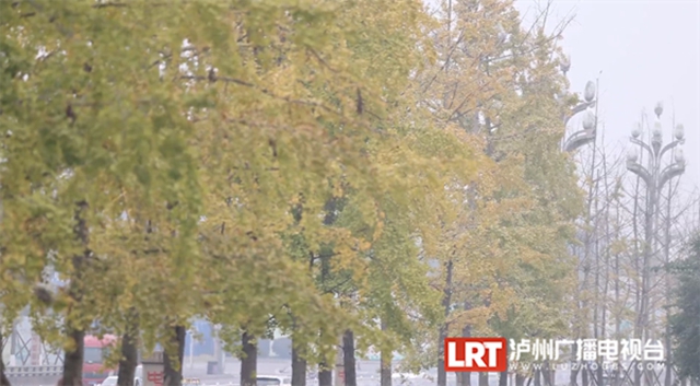 泸州这些地方的银杏黄了,快来打卡→(图3) 3.jpg