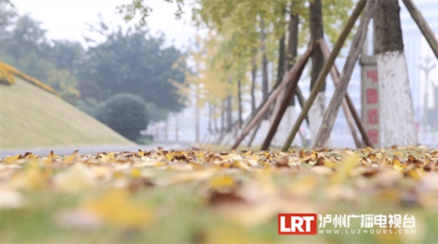 泸州这些地方的银杏黄了,快来打卡→(图5) 5.jpg