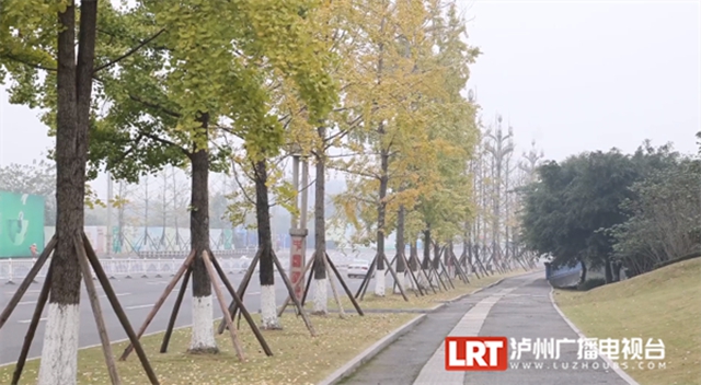 泸州这些地方的银杏黄了,快来打卡→(图6) 6.jpg