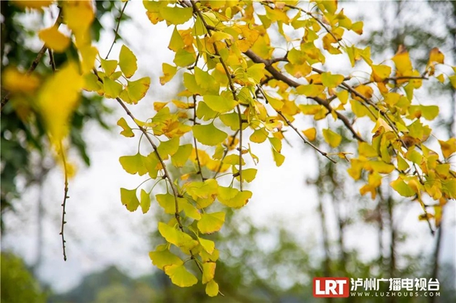 泸州这些地方的银杏黄了,快来打卡→(图8) 8.jpg