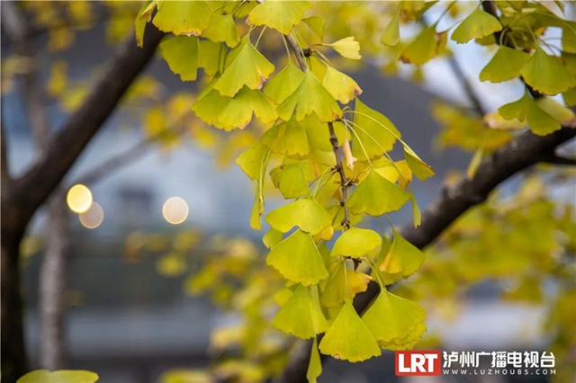 泸州这些地方的银杏黄了,快来打卡→(图7) 7.jpg