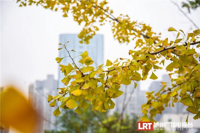 泸州这些地方的银杏黄了,快来打卡→(图9) 9.jpg