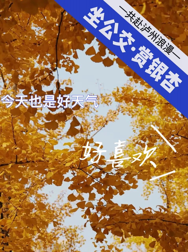 坐公交赏银杏|让我们共赴冬日暖阳里的泸州浪漫!(图1) 1.jpg