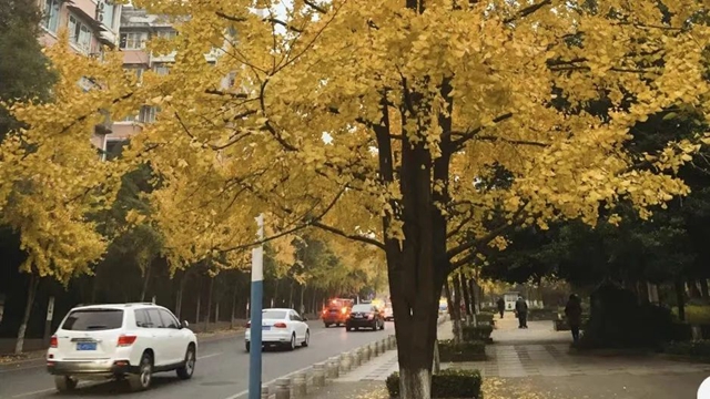 坐公交赏银杏|让我们共赴冬日暖阳里的泸州浪漫!(图2) 2.jpg