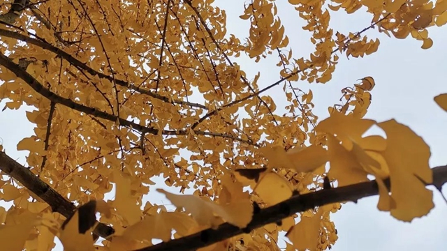 坐公交赏银杏|让我们共赴冬日暖阳里的泸州浪漫!(图5) 5.jpg