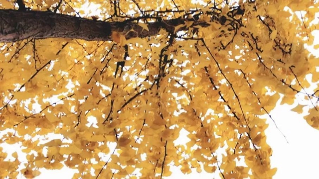 坐公交赏银杏|让我们共赴冬日暖阳里的泸州浪漫!(图3) 3.jpg